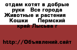 отдам котят в добрые руки - Все города Животные и растения » Кошки   . Пермский край,Лысьва г.